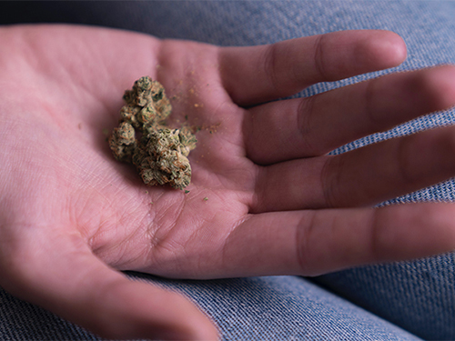 Uncharted Territory: A Q&A with Julie Johnson, PhD’15, Inaugural Research Director for the Massachusetts Cannabis Control Commission